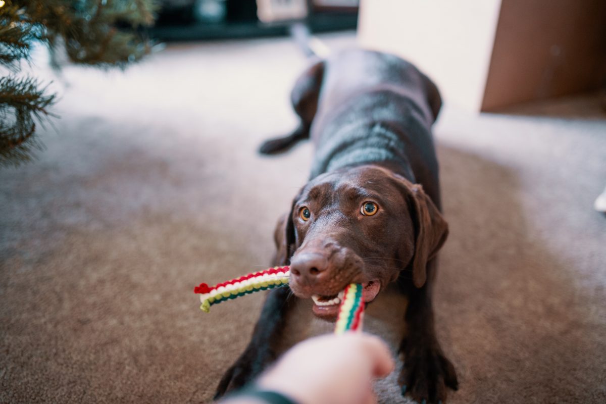 Games To Play Inside With Your Dog Our Advice Hub Good Boy